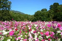 広島市植物公園 コスモスウィーク 2026