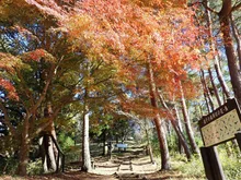 益子の森の紅葉 2026