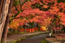 賀茂別雷神社(上賀茂神社)の紅葉 2026