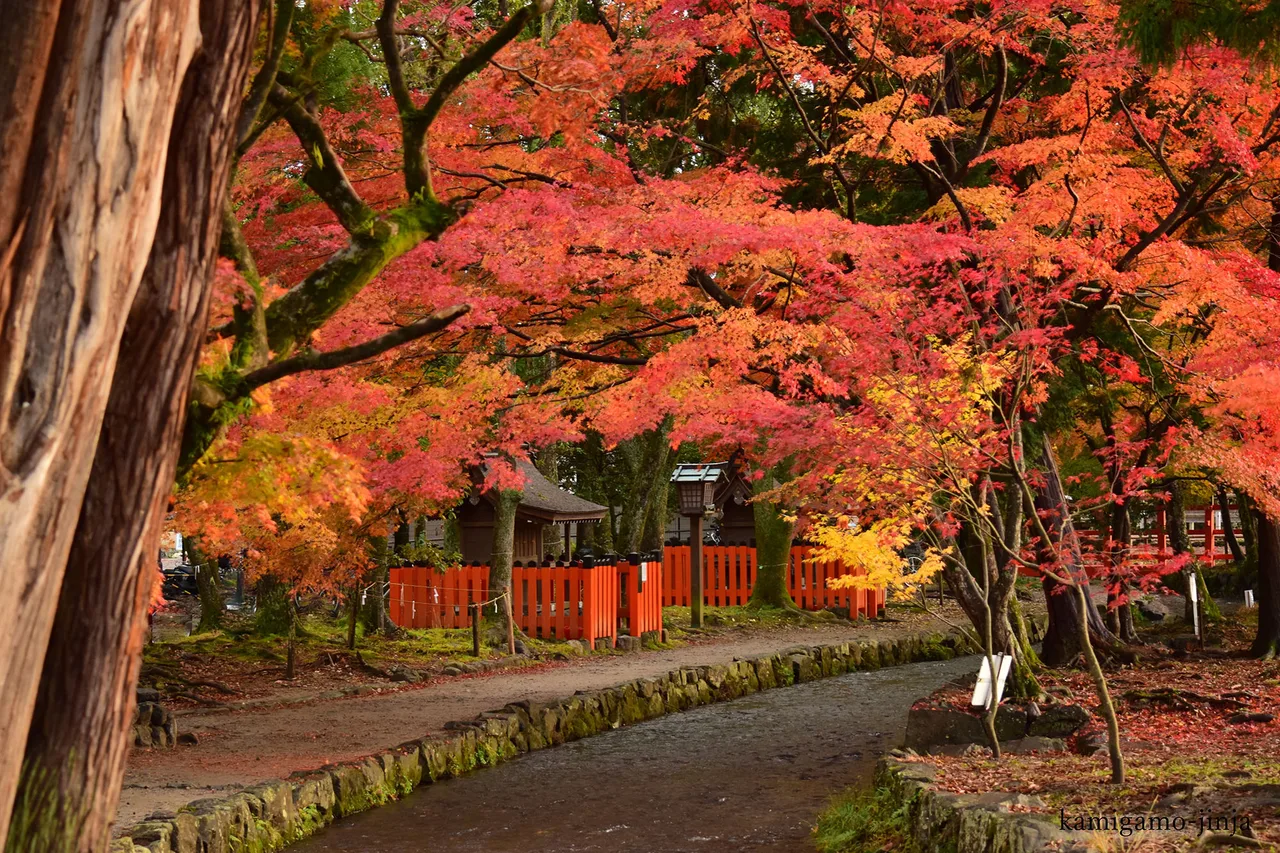 賀茂別雷神社(上賀茂神社)の紅葉 2026