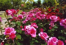 【花・見ごろ】徳島中央公園の秋バラ 2026