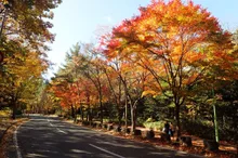 円山公園の紅葉 2026