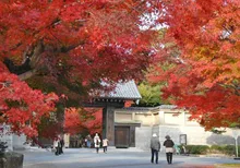 毛利氏庭園の紅葉 2026