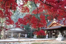 【紅葉・見ごろ】總宮神社 2026