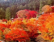 【紅葉・見ごろ】勝尾寺 2026