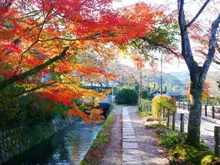 哲学の道の紅葉 2026