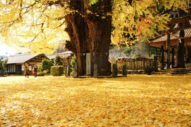 【紅葉・見ごろ】筒賀の大銀杏 2026