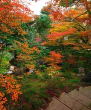 西田家庭園 玉泉園の紅葉 2026