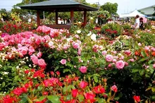 【花・見ごろ】藍住町バラ園の秋バラ 2026