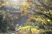 【紅葉・見ごろ】柏原渓谷 2026