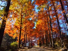 めい想の森の紅葉 2026