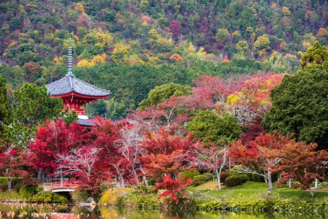 【紅葉・見ごろ】旧嵯峨御所 大本山大覚寺 2026