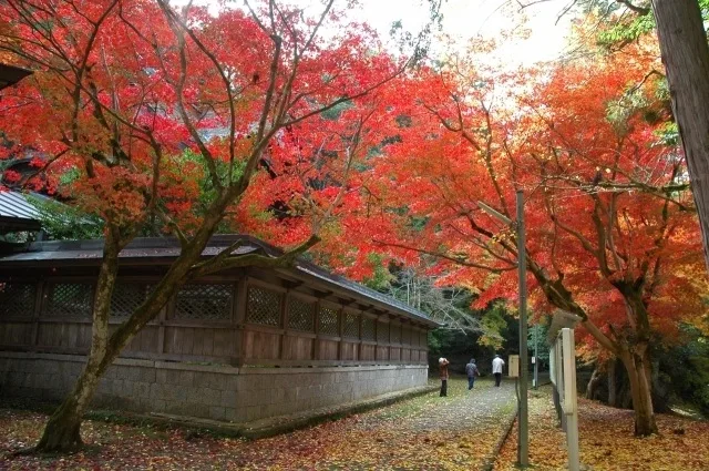 やぶ紅葉まつり 2026