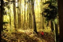 なべくら高原・森の家の紅葉 2026
