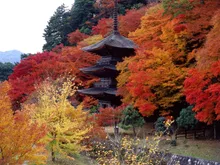金剛院の紅葉 2026