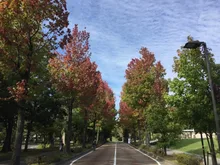 アメリカ楓通りの紅葉 2026