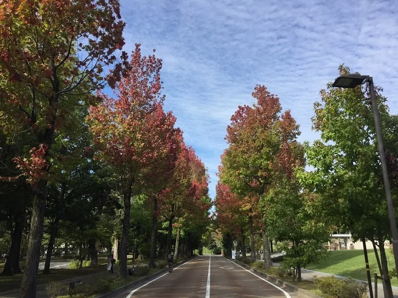 アメリカ楓通りの紅葉 2026