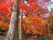 【紅葉・見ごろ】龍穏寺 2026