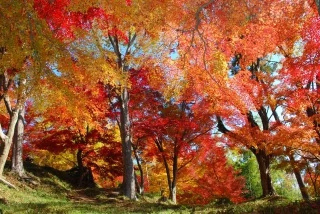 【紅葉・見ごろ】最上山公園もみじ山 2026