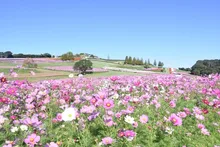 淡路花祭2026秋