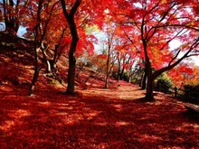 【紅葉・見ごろ】尾関山公園 2026