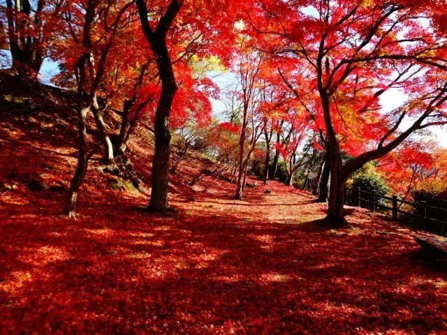 【紅葉・見ごろ】尾関山公園 2026