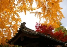 【紅葉・見ごろ】松阪公園（松坂城跡） 2026