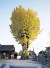 【紅葉・見ごろ】天徳寺のイチョウ 2026