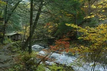 面河渓の紅葉 2026