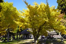 伊達市有珠善光寺の紅葉 2026