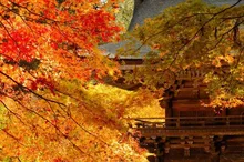 大矢田神社もみじ谷 2026