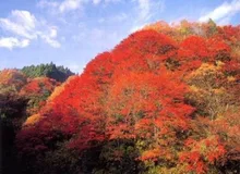 【紅葉・見ごろ】養老渓谷・筒森もみじ谷 2026