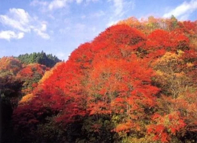 【紅葉・見ごろ】養老渓谷・筒森もみじ谷 2026