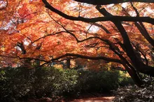 【紅葉・見ごろ】清水公園 2026