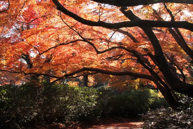 【紅葉・見ごろ】清水公園 2026