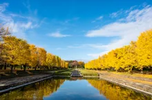国営昭和記念公園の紅葉 2026