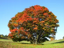 大峰高原七色大カエデの紅葉 2026