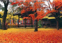 【紅葉・見ごろ】木山寺 2026