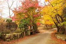 【紅葉・見ごろ】神ノ倉山公園 2026