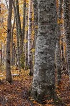 平庭高原の紅葉 2026