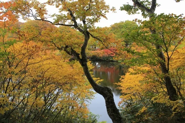 【紅葉・見ごろ】善神沼 2026