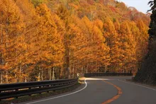 【紅葉・見ごろ】飛騨・美濃せせらぎ街道 2026