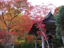 【紅葉・見ごろ】天開山泰運寺 2026