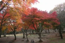 【紅葉・見ごろ】ちくさ高原 2026