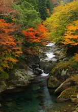 富郷渓谷の紅葉 2026