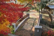 【紅葉・見ごろ】あやめ公園 2026