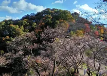 桜山公園の紅葉 2026