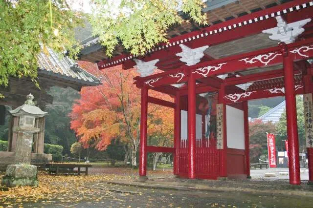【紅葉・見ごろ】南房総市小松寺 2026