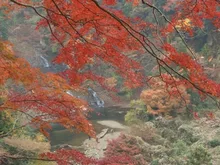 【紅葉・見ごろ】養老渓谷・粟又の滝 2026