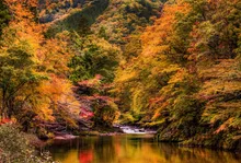 飛騨美濃せせらぎ街道の紅葉 2026